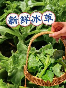 冰草凉拌做法_凉拌冰草脆嫩多汁清爽可口