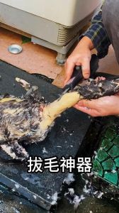 鹅毛怎么快速拔干净_75℃水温顺向拔鹅毛