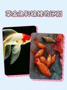 草鱼跟鲤鱼的区别图片_草鱼刺多嫩，鲤鱼少刺易做