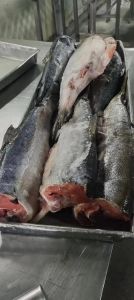 大马哈鱼是鲑鱼吗_大马哈鱼，洄游母爱鱼