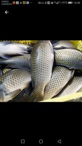 鲤鱼就是草鱼吗_食性形态养殖不同