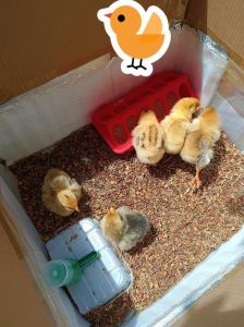 小鸡养一个能活吗_单独养小鸡，需满足社交保暖喂食活动需求