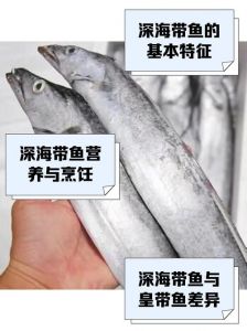 刀鱼是深海鱼吗_刀鱼鲜美营养，近海珍品需保护