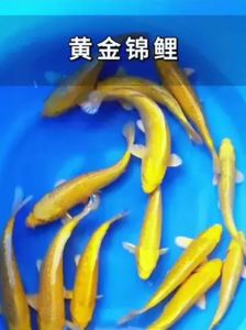 黄金鲤和鲤鱼的区别_颜色体型营养对比