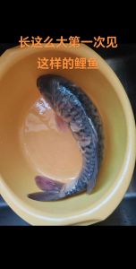 鲤鱼会叫吗_鲤鱼咕咕叫不用声带，是鱼鳔发声！