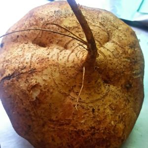 红薯切完有白色液体是什么_红薯白浆多新鲜，发霉变软勿食用