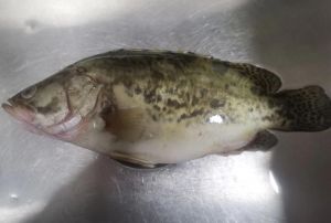 黄山臭鳜鱼跟鲑鱼的区别_风味营养大不同