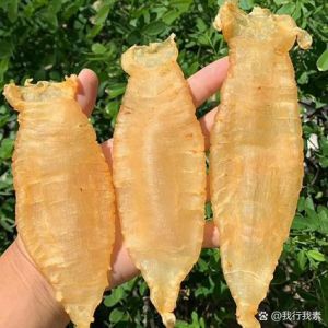 鱼胶是不是就是鱼泡_鱼胶与鱼泡区别及食用方法