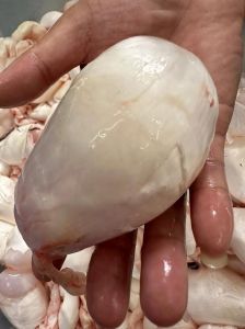 鱼肚和鱼泡一样吗_鱼肚鱼泡一个脆嫩一个软糯