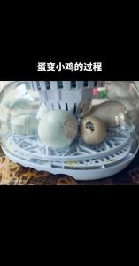 每一个鸡蛋都能孵出小鸡吗_受精鸡蛋才能孵小鸡，温度湿度都得够！