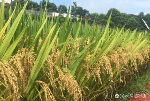 江西的稻子一年几熟_一年两熟，科技助农添新彩