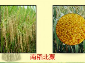 江西的水稻一年几熟_农耕智慧与科技融合