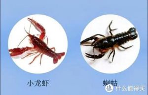 小龙虾跟龙虾尾有啥区别_小龙虾尾与完整小龙虾，哪个更好？
