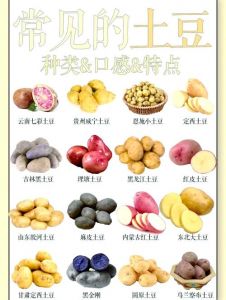 洋芋与土豆的区别_洋芋土豆是同一种马铃薯