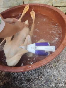 鸭子毛用什么办法除掉_春节拔鸭毛难？看实用技巧快速搞定！