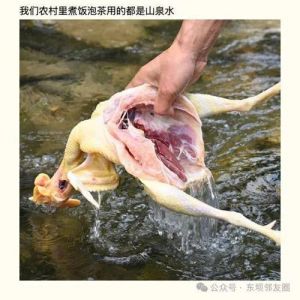 童子鸡和仔鸡区别_童子鸡嫩，仔鸡小