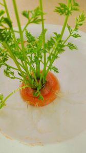 胡萝卜切一半埋在土里能生长吗_半根胡萝卜带芽点，种土里能活