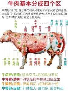 牛肉的部位肉大全图解_牛肉部位与烹饪方法详解