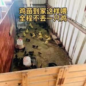 鸡生小鸡需要配种吗_母鸡产蛋不用交配，无精蛋不能孵化，想养鸡快学这招！