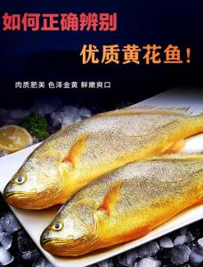 黄花鱼属于深海鱼吗_黄花鱼近海常客，别被深海误解，保护资源很重要