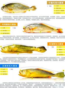 黄花鱼是深海鱼吗_东海浅海美味鱼
