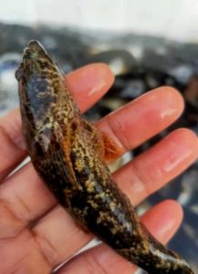 尖塘鳢和沙塘鳢的区别_外来鱼入侵，本土鱼遭殃？