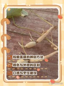 藕怎么算是熟了_莲藕熟了怎么判断？