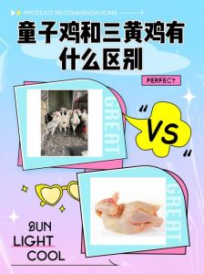 童子鸡公母区别_童子鸡公母有别，肉质口感各不同