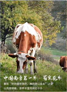 牛的发源地_历史多样性与未来