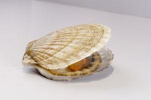 长条的贝壳海鲜叫什么_营养美味，补铁佳品