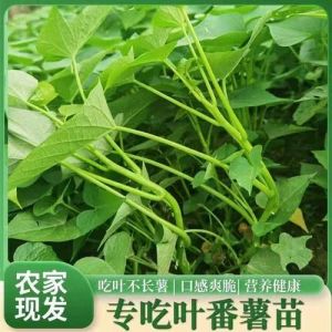 苕尖和红薯叶的区别_红薯叶苕尖有啥不同？营养口感大比拼