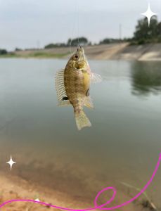 非洲鲫鱼就是罗非鱼吗_罗非鱼和非洲鲫鱼是同一种鱼，市场接受度有差异