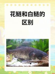 雄鱼和花鲢鱼的区别_水中清道夫，冬季最肥美