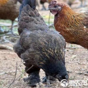 竹丝鸡和绿壳蛋鸡区别_绿壳蛋鸡与乌鸡有何不同？