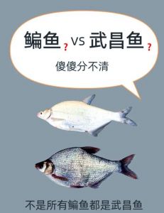 鳊鱼怎么看是不是野生的_野生鳊鱼VS家养鳊鱼，口感味道大不同