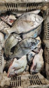 海鲫鱼又叫什么鱼_近海鱼鲜，黑鲷亲戚