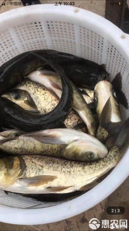 雄鱼是什么鱼_鳙鱼(胖头鱼花鲢) 雄鱼是什么鱼_鳙鱼(胖头鱼花鲢)