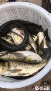 雄鱼是什么鱼_鳙鱼（胖头鱼花鲢）