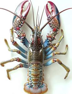 那种很大的龙虾叫什么_龙虾捕捞威胁生态平衡