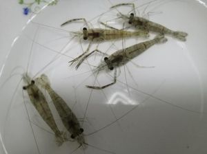 虾仁和大虾口感为什么不一样_虾仁与活虾口感营养对比，选哪种更适合你？