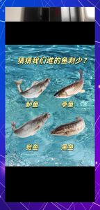 鲫鱼和草鱼哪个刺少_鲫鱼细刺鲜甜煲汤，草鱼少刺肥厚多样