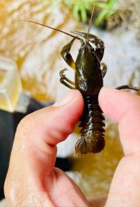 蝲蛄虾是小龙虾吗_外貌习性大不同