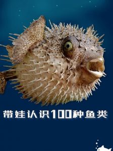 海鱼刺多吗_选海鱼看刺少刺多？鲟鱼龙利鲽鱼各不同