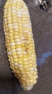 熟玉米放一天会坏吗_玉米放多久会坏？看温度和状况！