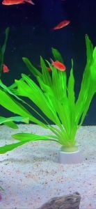 金鲫鱼吃大叶九冠吗_金鲫鱼会啃大叶九冠水草吗？