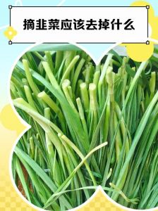 摘韭菜应该去掉什么_韭菜修剪用剪刀，保绿除虫吃得更鲜嫩