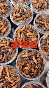 蝲蝲蛄学名是什么_夜间捣蛋的害虫和美食