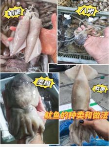 鱿鱼就是墨鱼吗_外形习性烹饪大不同