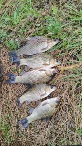 用什么钓鲫鱼_配比技巧与路亚钓法