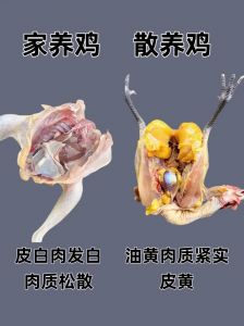 鸡腿与鸭腿的区别图_鸡腿鸭腿怎么选？